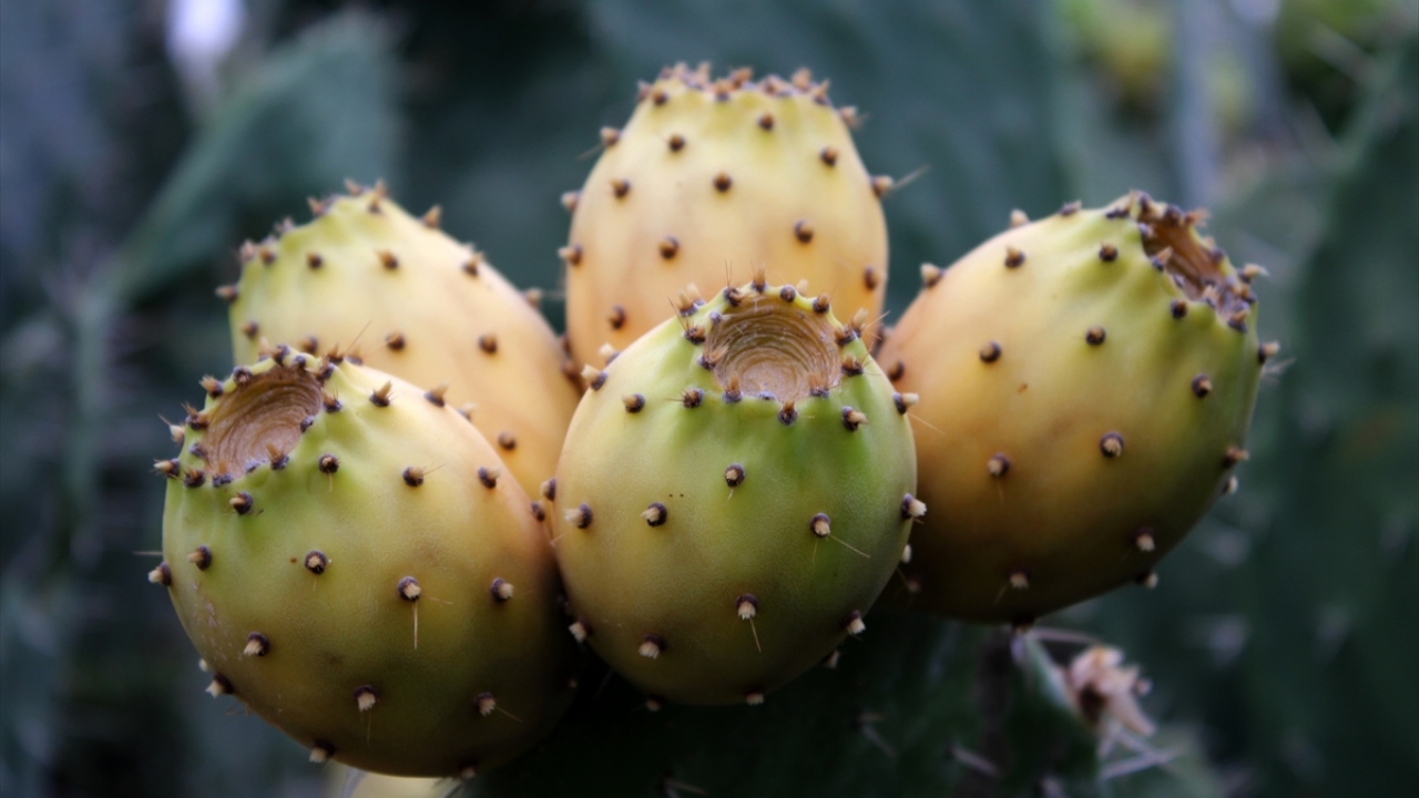 "Hasattan sonra elimizde ürün kalmıyor"