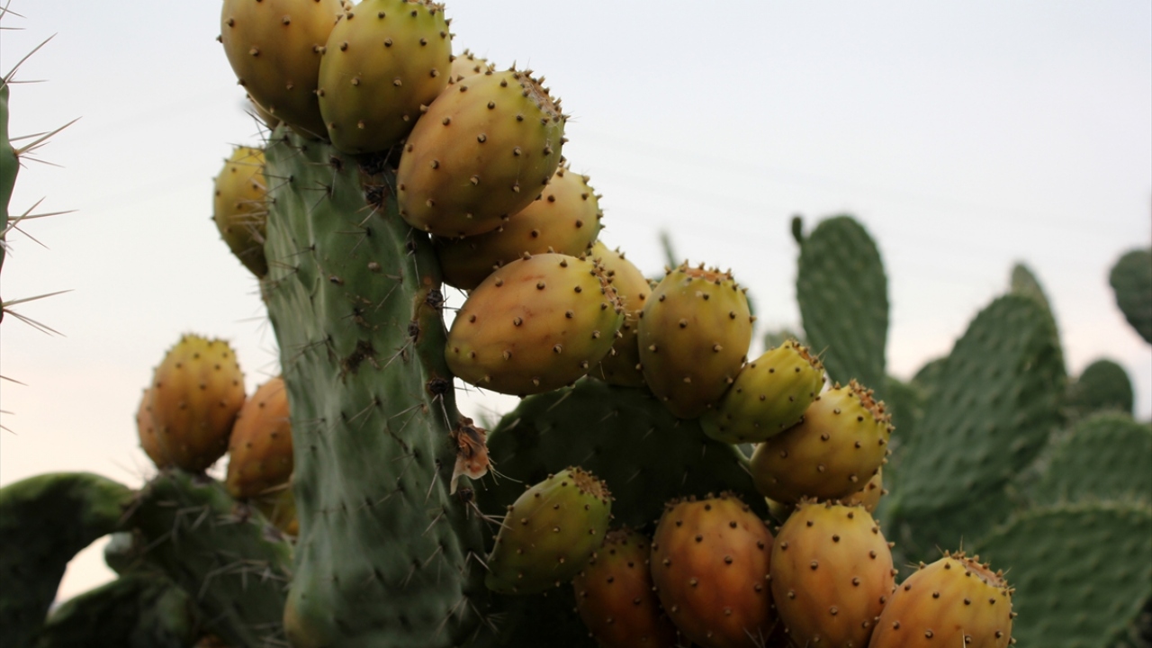 Erdemli ilçesinde yöresel meyve suyu satışı yapan Mehmet Ceyhan da dikenli incir suyunun çok tercih edildiğini belirtti.
