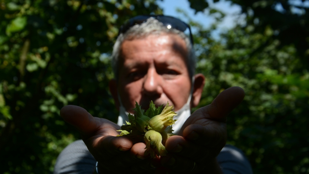 Başaran, üreticilerin emanete fındık vermemeleri halinde yılbaşına kadar fındık fiyatının 25 lirayı bulacağını tahmin ettiğini sözlerine ekledi.