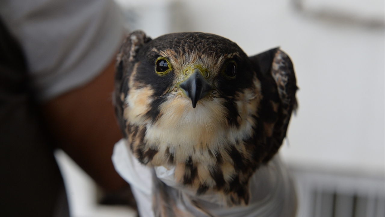 Yuvayı bulamayan kişi, köyün köpeklerinden korumak için şahini yakalayarak, durumu Doğa Koruma ve Milli Parklar Tunceli Şube Müdürlüğüne bildirdi.
