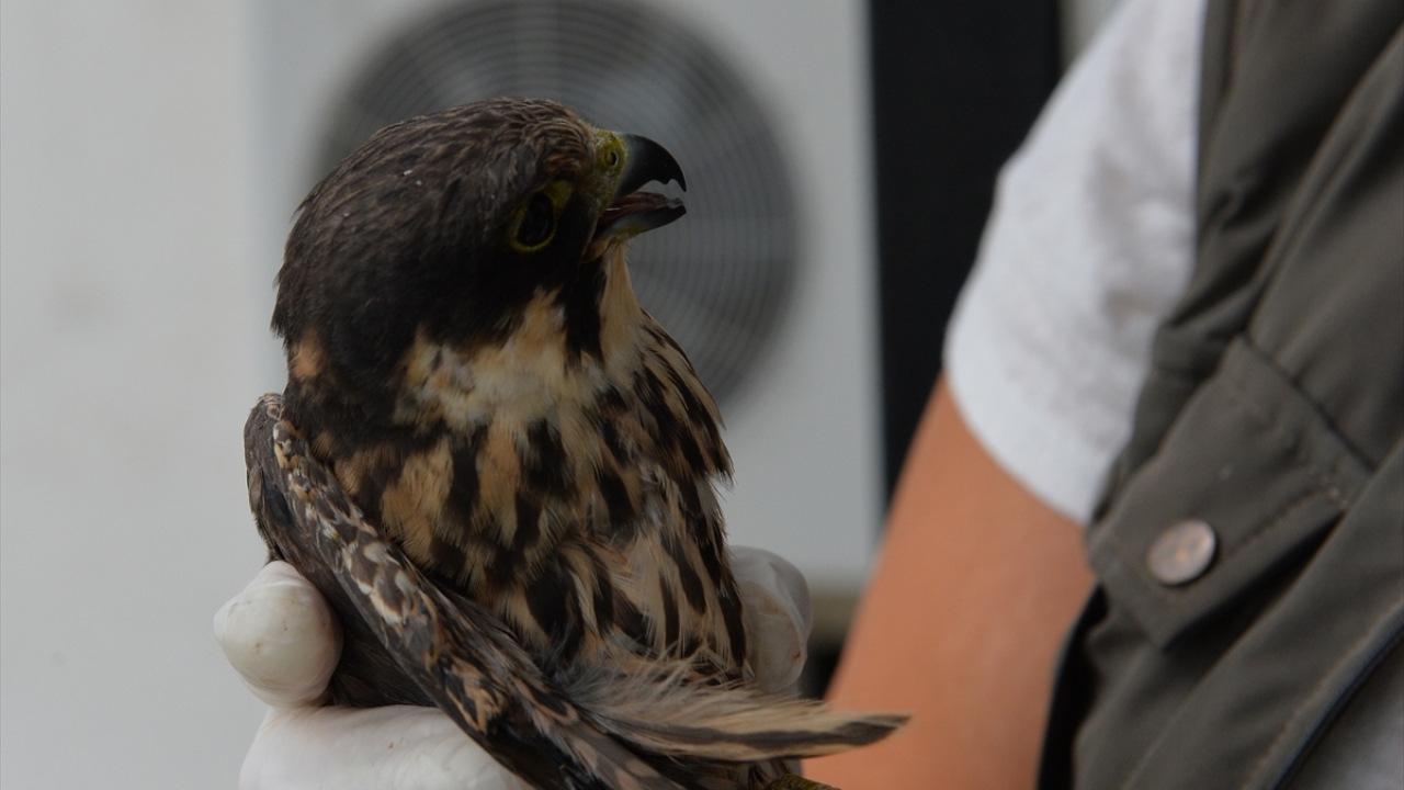 Genel sağlık durumu iyi olan ve korumaya alınan şahin, uçabilecek duruma geldikten sonra bulunduğu bölgede doğaya bırakılacak.