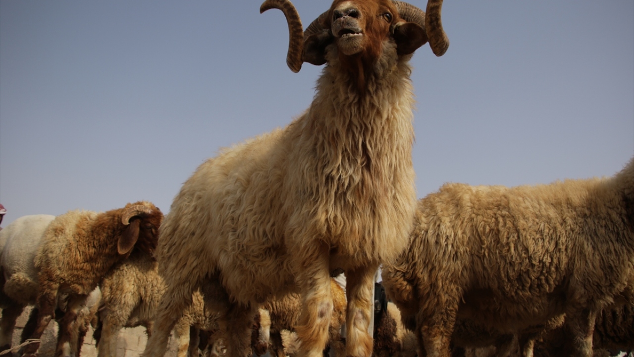 Yerel para birimi Suriye lirasında (SL) bu yıl yaşanan değer kaybı, kurbanlık fiyatlarına da yansıdı.