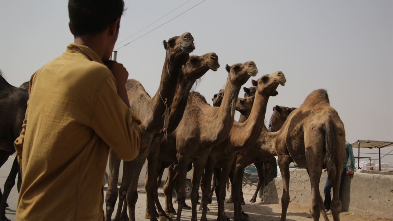 Fırat Kalkanı ve Zeytin Dalı harekatlarıyla terörden temizlenen bölgelerde yaşayan halk, bayram alışverişi dolayısıyla çarşı ve pazarlara akın ederken, kurbanlık fiyatları ise geçen yıla göre el yakıyor.