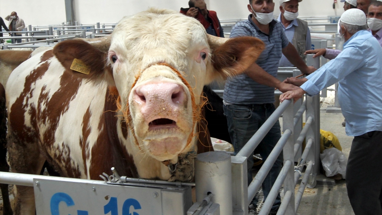 Yaklaşık 1 milyon 628 bin büyükbaş ve küçükbaş hayvan varlığına sahip kentte, fiyatların geçen yıla göre fazla değişmemesi, kurbanlık satışlarını da artırdı.