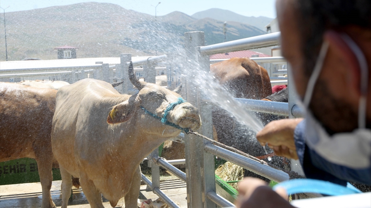Tarım ve Orman İl Müdürü Osman Akar, yaptığı açıklamada, bayram öncesindeki sevkiyat artışının, beklentinin üzerinde gerçekleştiğini belirtti.