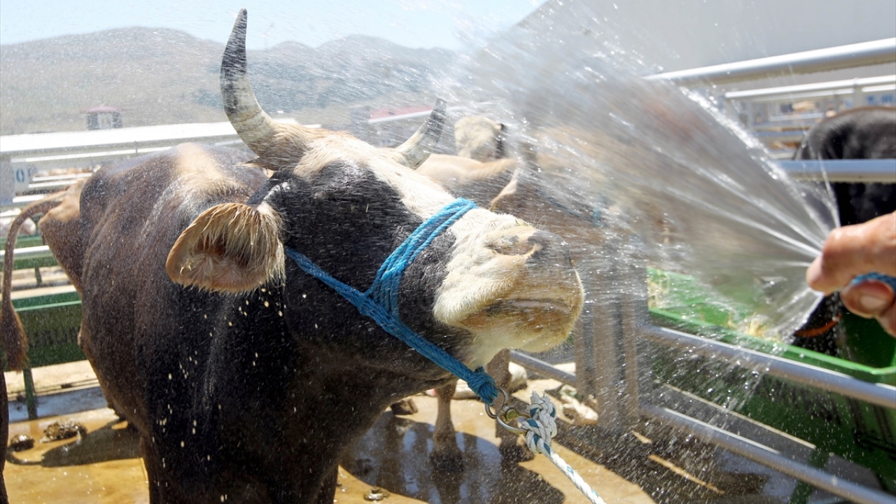 Kurbanlık sevkinde büyük artış