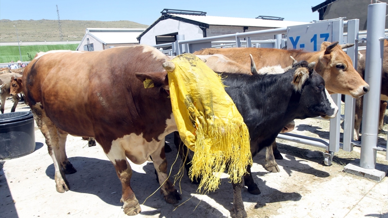 Son günlerde daha da hareketlenecek
