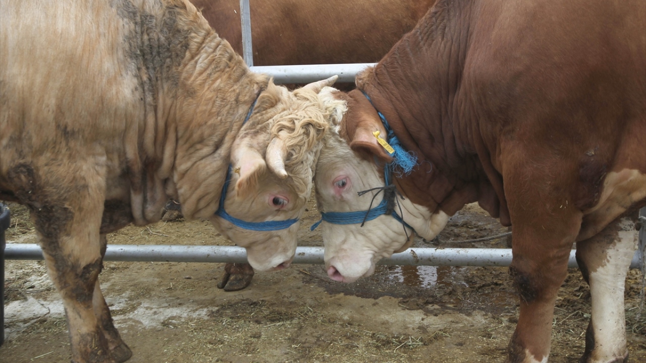 Erzurum`da hayvancılık altyapısı bakımından son dönemde önemli aşamalar kaydedildiğini vurgulayan Akar, şunları kaydetti: