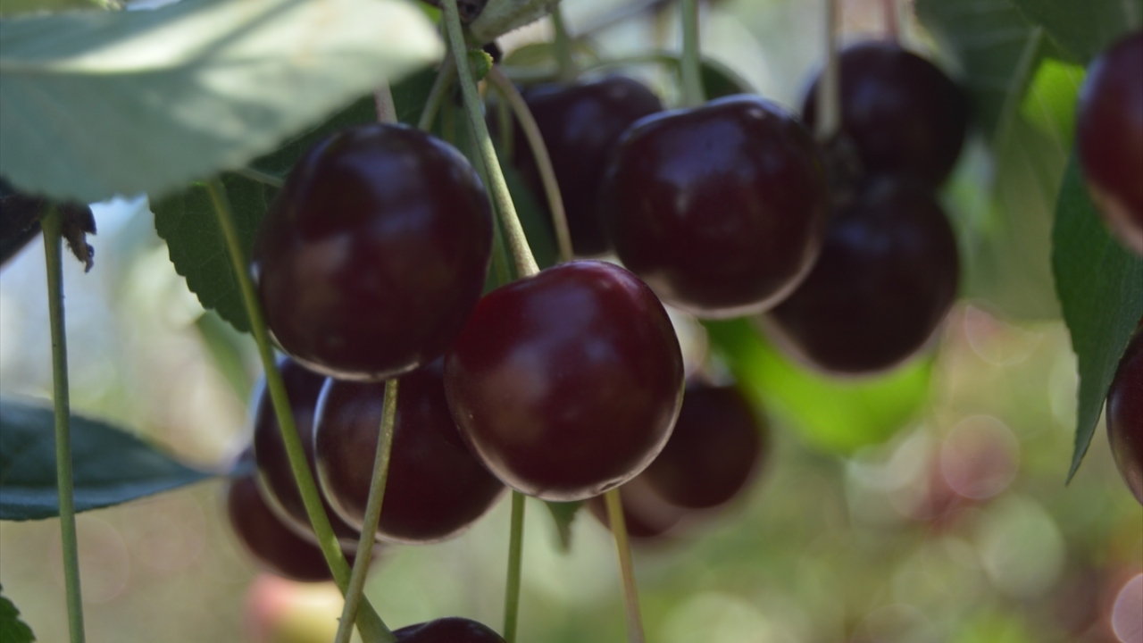 Tarım ve Orman İl Müdürü İbrahim Acar, yaptığı açıklamada, Türkiye`de "Vişne" denildiğinde akla Afyonkarahisar`ın geldiğini söyledi.