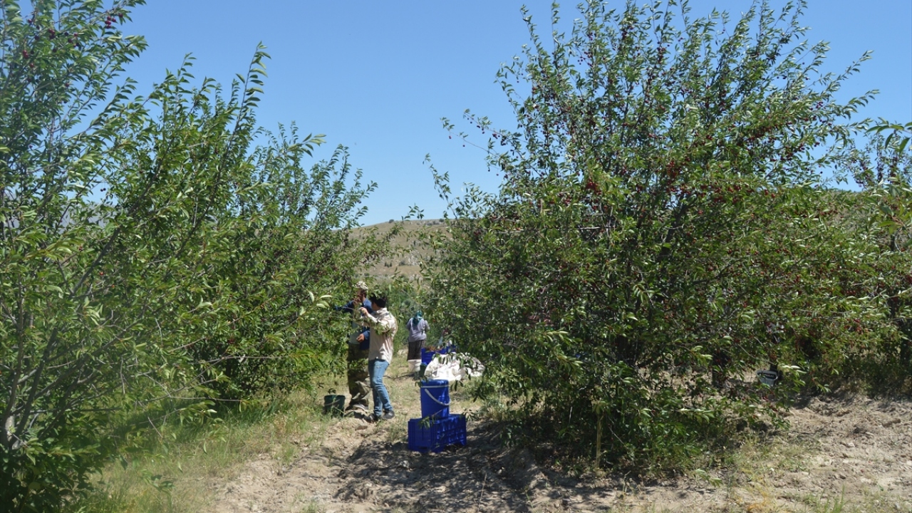 "Bu yıl rekoltemiz gayet güzel"