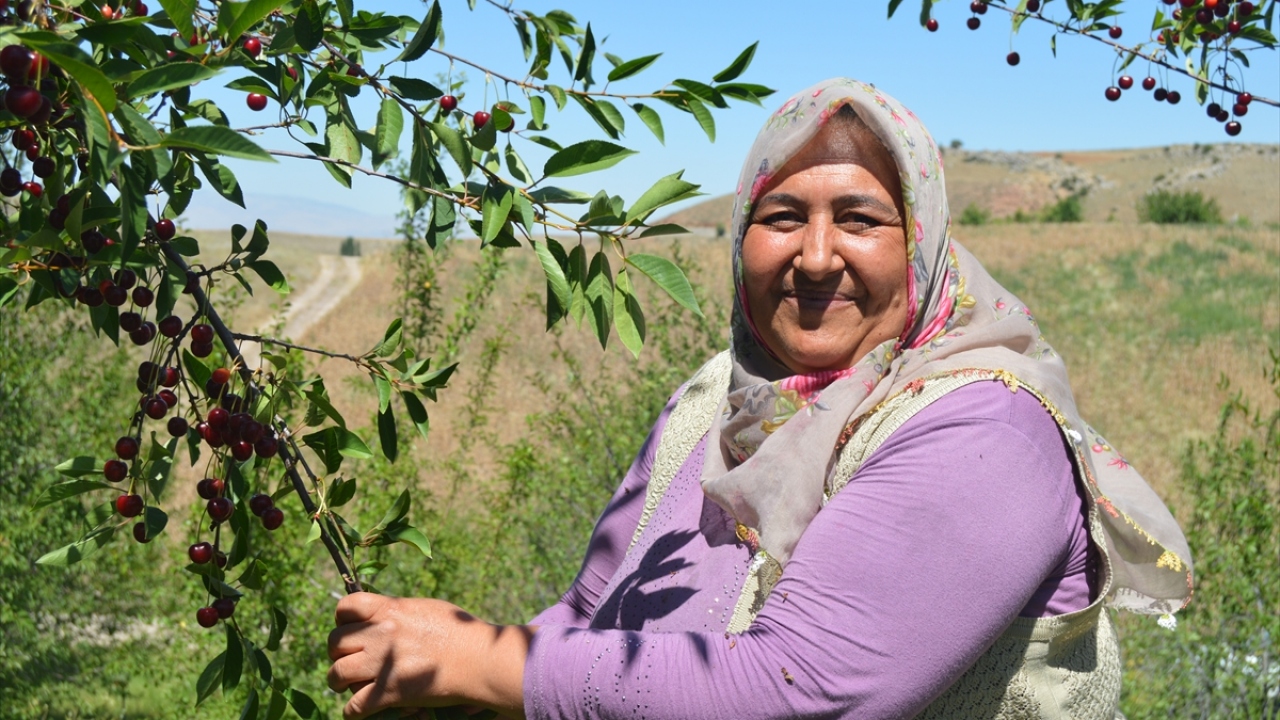Üretici Yasemin Balcı da Çay`ın vişnesinin doğal olduğu için tutulduğunu, son zamanlarda vişnelerin dondurulmuş şekilde Avrupa`ya gönderildiğini söyledi.