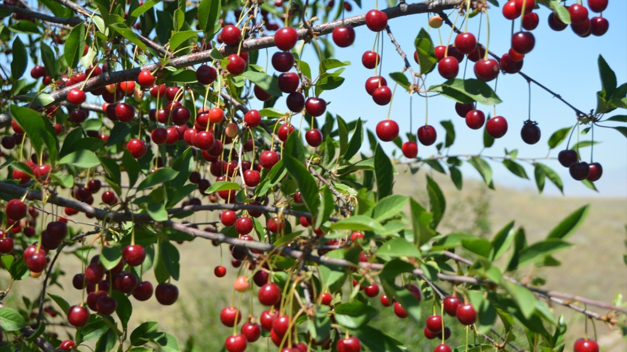 Türkiye`de vişne üretiminde ilk sırada yer alan kentte, iklimsel koşulların da beklendiği gibi gitmesiyle ağaçların dallarını dolduran vişneler, üreticinin yüzünü güldürüyor.