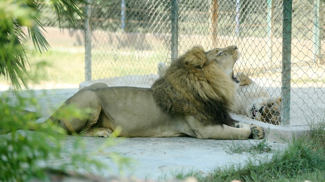 Hayvanat bahçesinde açık alanlarda gezerek tüm hayvanları görebilme imkanı bulacak ziyaretçiler, buradaki rehberler sayesinde de hayvanlar hakkında bilgi sahibi olabilecek. 