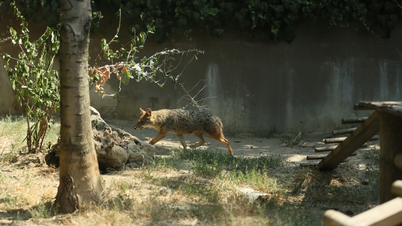 Bayram tatilinde çocuklarıyla güzel vakit geçirmek isteyen ailelerin uğrak yeri olan Faruk Yalçın Hayvanat Bahçesi, nesli tükenme tehlikesiyle karşı karşıya olan hayvan türlerine de ev sahipliği yapıyor.
