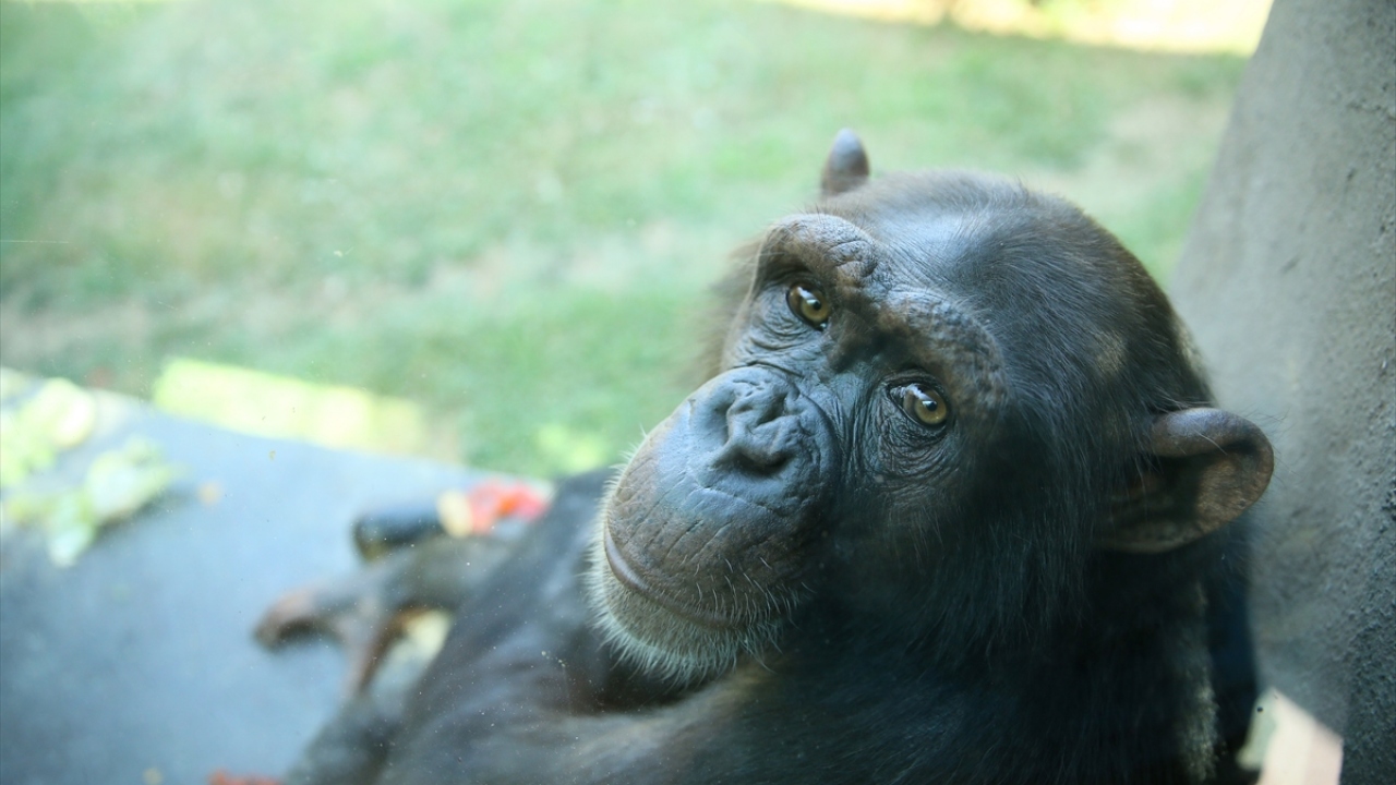 Kıroğlu, misafirler için açık alanlarda kafeler oluşturulduğunu belirterek biletlerin aynı zamanda online olarak da satışının yapıldığını kaydetti.