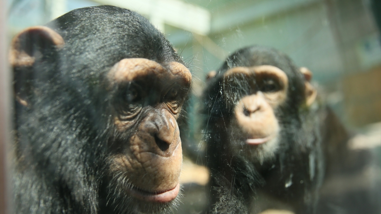 İnsanların açık havada rahat bir şekilde kurallara uyarak hayvanat bahçesinde gezebileceğini vurgulayan Kıroğlu, hayvanat bahçesinin İstanbul ve Bursa gibi illere de yakın olduğunu belirtti.