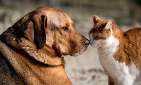 Hayvanların korunması için 'HAYDİ' uygulaması devrede