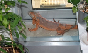 Üsküdar'da bulunan iguananın ismi artık 'Bayram'