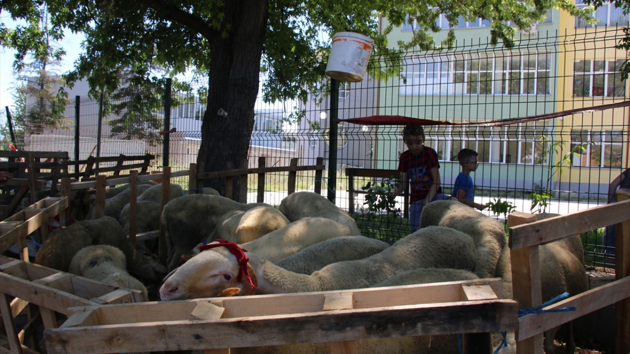 Ülkede küçükbaş hayvanlarda "mavi dil" hastalığının da yaygınlaşması nedeniyle bu tür hayvanların kesilmemesi tavsiyesinde bulunuluyor.