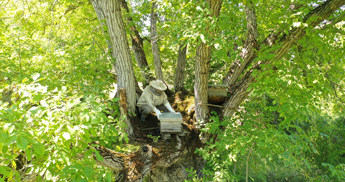 İlçeye 12 kilometre uzaktaki Softalar köyünde ikamet eden 57 yaşındaki çiftçi Şahin, 2000 yılında tek kovanla arıcılığa başladı.