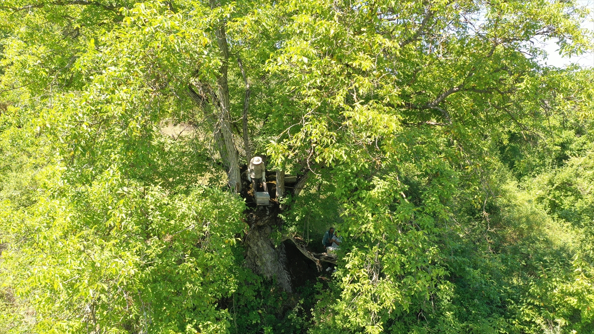Arpa, buğday, nohut ve ayçiçeği ile bazı meyve çeşitlerinin üretimiyle uğraştığını belirten Şahin, ayrıca doğal zenginlikleri değerlendirerek arıcılık yaptığını dile getirdi.