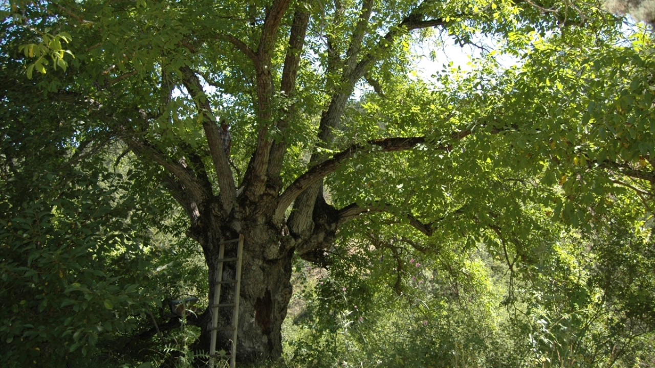 Geçen yıl kovanlarından üçündeki arıların hastalıktan zarar gördüğünü ifade eden Şahin, bu nedenle kovanlarını ceviz ağacına bırakmaya başladığını anlattı.