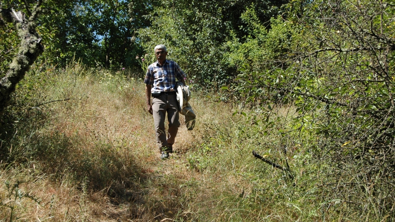 Kovanlarına uygun yer arayan Şahin, bunun için köyün yakınında bulunan ceviz ağacını seçti.