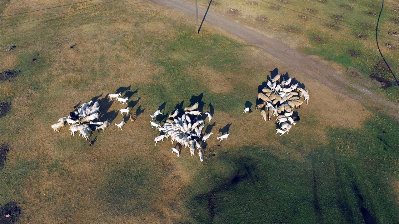 Dursun Şimşek, 19 Mayıs ilçesinde 42 dönümlük alanda 23 yıl önce kurduğu tuğla fabrikasını, zamanla işletemeyince veteriner hekim olan oğlunun tavsiyesi üzerine keçi çiftliğine dönüştürdüğünü söyledi.