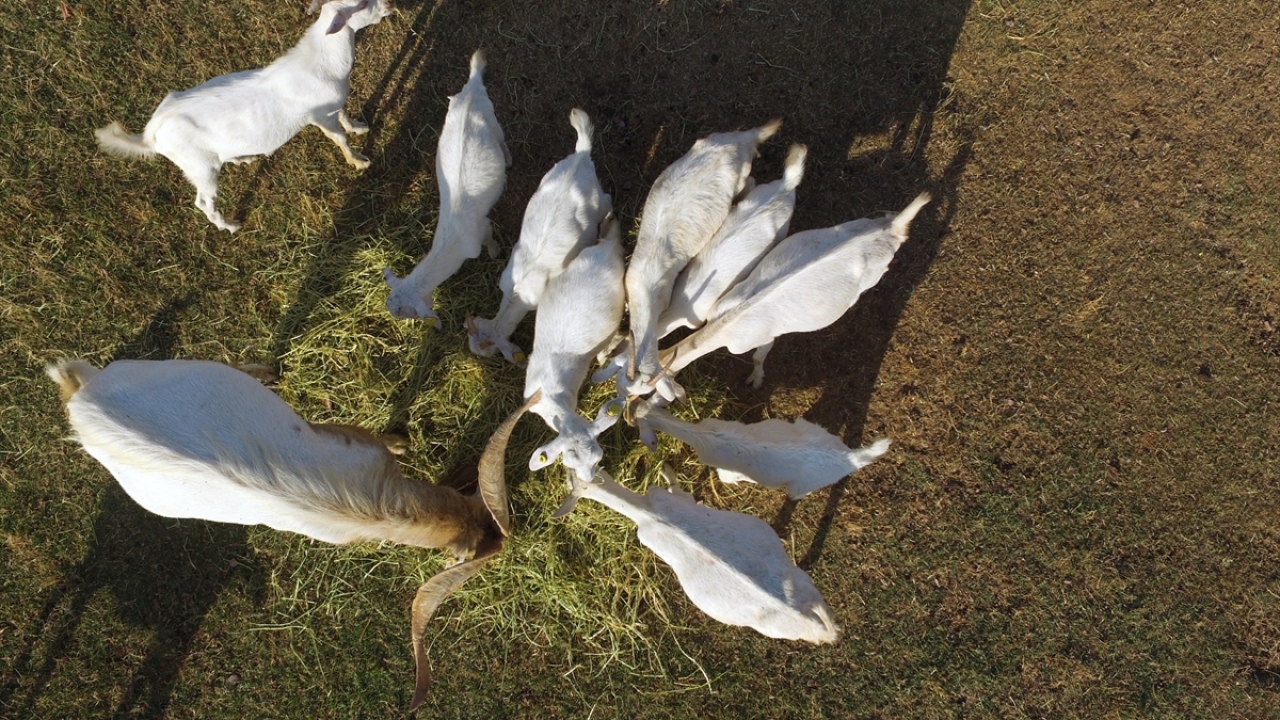 Çiftliğinde Saanen ırkı 120 keçi bulunduğunu, bunların 80`inin sağıldığını anlatan Şimşek, keçi sütünün litresini 10 liradan sattığını dile getirdi.