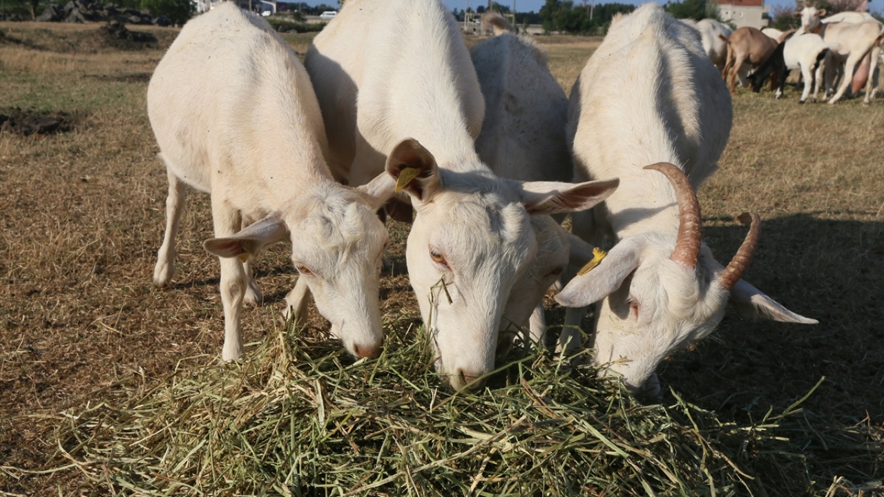 İşe 20 keçi ile başladığına işaret eden Şimşek, şunları kaydetti: