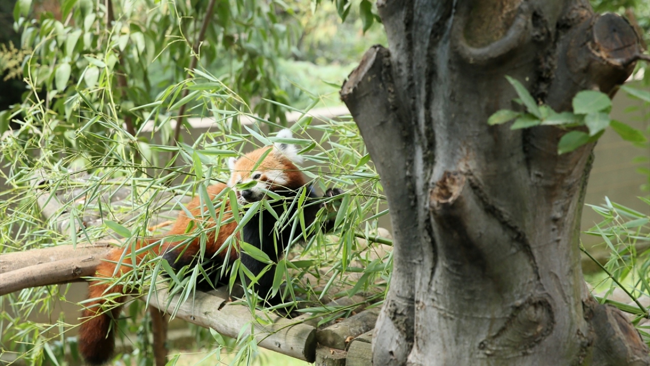 Dünyada popülasyonları Nepal`de bulunan kızıl pandaların sayısının artırılması amacıyla 2014 yılında 2 kızıl panda verilen Faruk Yalçın Hayvanat Bahçesi ve Botanik Parkı`nda, bu hayvanların sayısı doğan 2 yavruyla 4`e yükseldi.