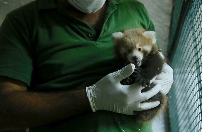 Doğan iki dişi yavru, zengin tür çeşitliliğiyle öne çıkan hayvanat bahçesindeki bakıcı ve veterinerlerin özel ilgisiyle sağlıklı bir şekilde yaşamlarını sürdürüyor.