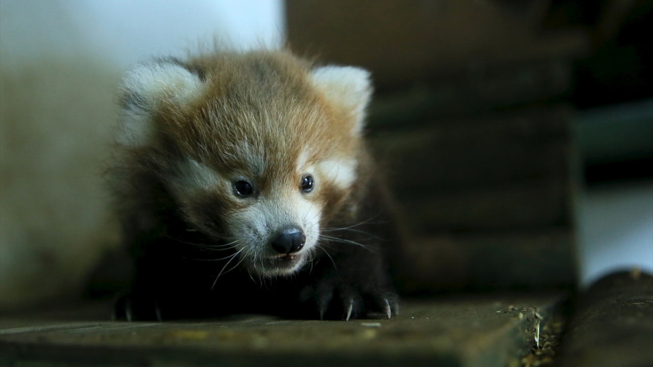 İsimlerinin henüz koyulmadığı iki kızıl pandayı ziyaretçilerin, ağustos ayı sonunda görebileceği ön görülüyor.