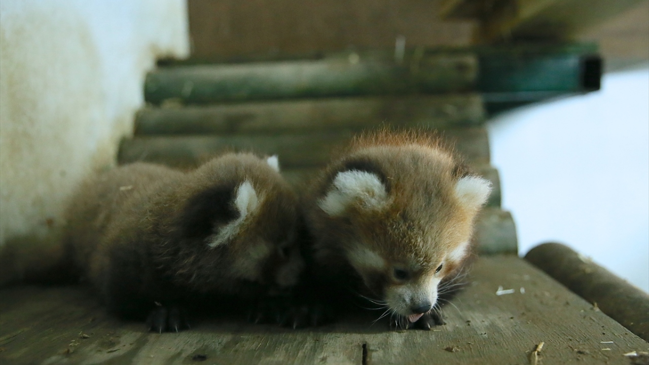 Faruk Yalçın Hayvanat Bahçesi ve Botanik Parkı Genel Müdür Yardımcısı Sinan Kıroğlu, 2 kızıl pandanın 2014 yılından bu yana hayvanat bahçesinde bulunduğunu belirterek, bu hayvanların neslinin tehlike altında olduğunu anımsattı.