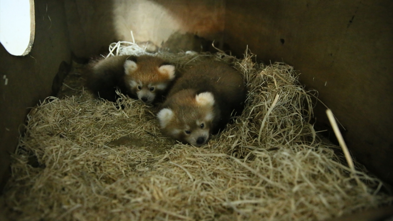 Kızıl pandaların dünyada popülasyonlarının Nepal`de bulunduğunu anlatan Kıroğlu, hayvanat bahçesine 2014 yılında 3 dişi kızıl pandanın geldiğini kaydetti.