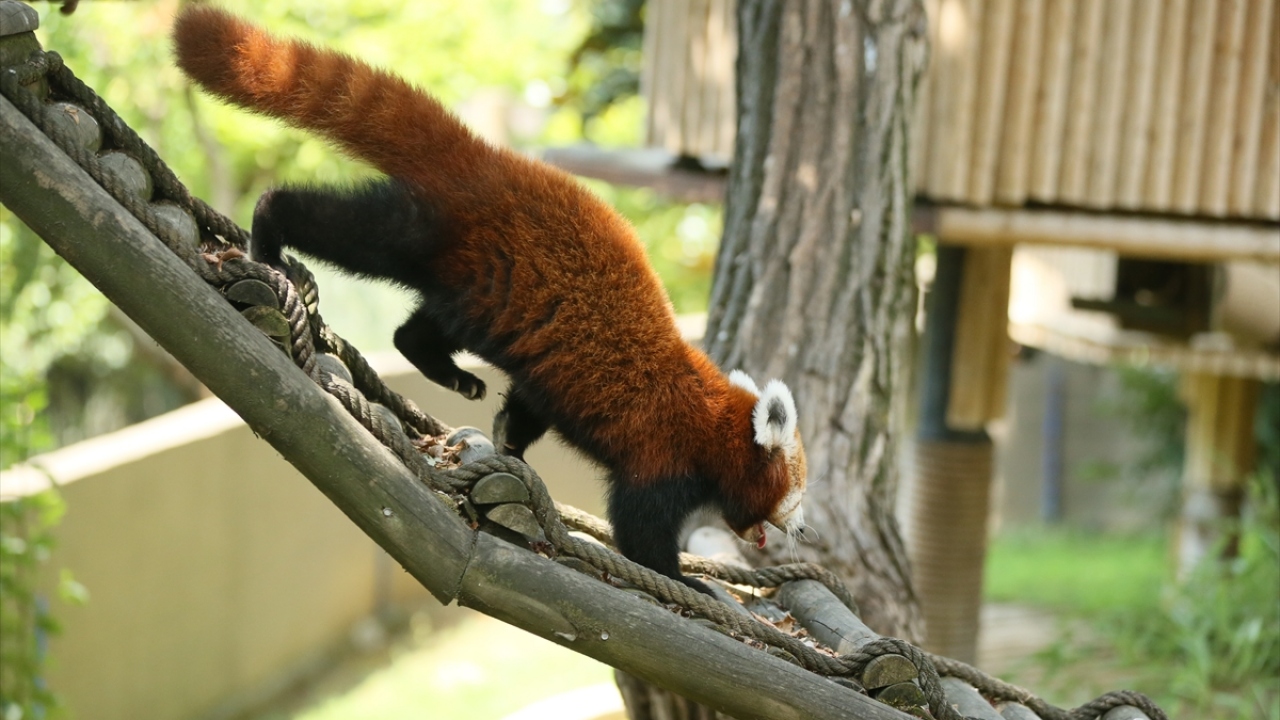 Kıroğlu, yavruların sağlıklarının sürekli takip edildiğine değinerek, kızıl pandaları korumak için Nepal`de uluslararası bir koruma kuruluşunun olduğunu bildirdi.