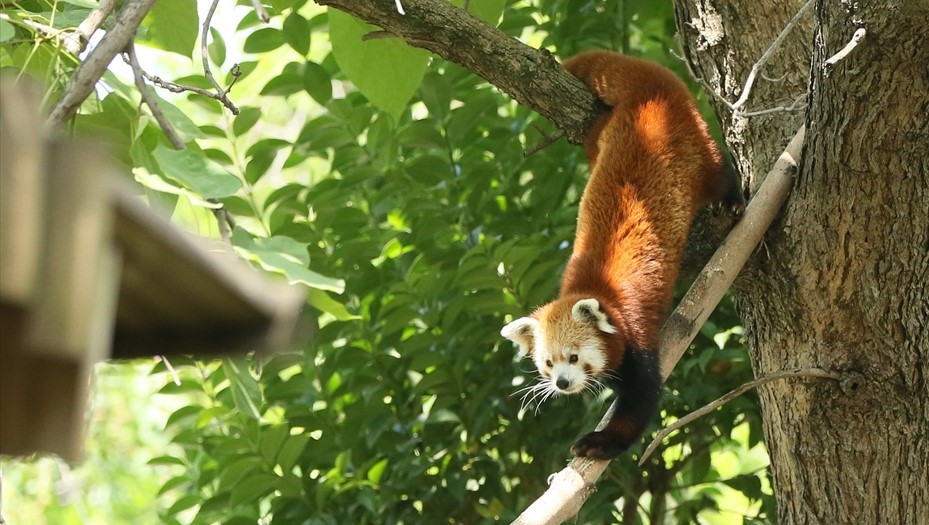 Kendilerinin de burada kızıl pandaların neslinin devamı için çalıştıklarını dile getiren Kıroğlu, yavruların kapalı alanda kaldığını, annelerinin onları bahçeye çıkarmadığını söyledi.