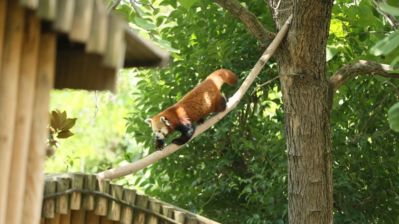 "Ziyaretçilerimiz yavru kızıl pandaları ağustos ayı sonu gibi görebilecekler" 