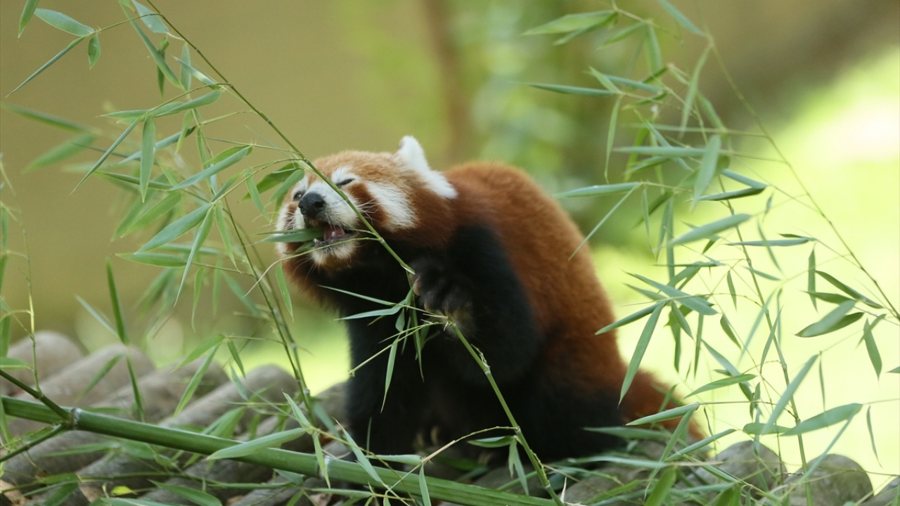 Kızıl panda nüfusunun dünyada doğal hayatta 10 binin altına düştüğünü anlatan Kıroğlu, bu nedenle bu hayvanların hayvanat bahçelerinde huzurlu olmasının çok değerli olduğuna dikkati çekti. 