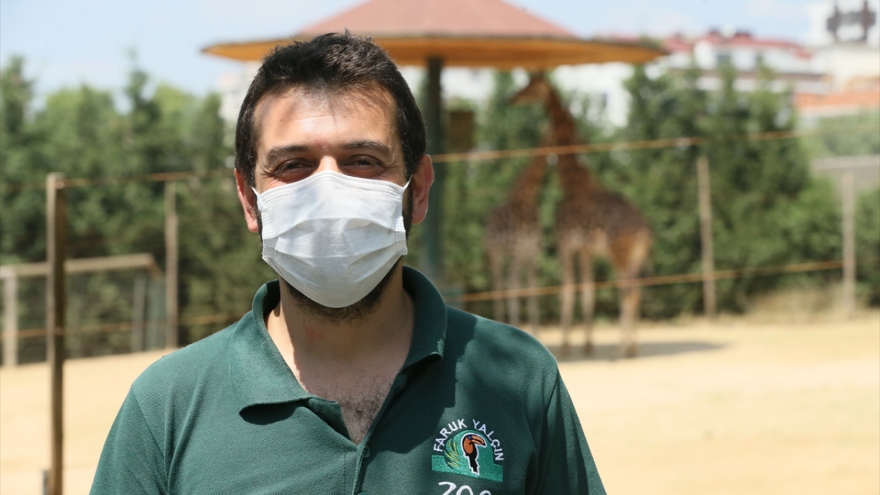 Kıroğlu, bünyelerindeki kızıl pandanların hayvanat bahçelerinde doğup büyüyen hayvanlardan olduğunu belirterek, şunları kaydetti: