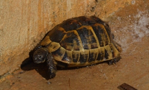 Antalya'da yangından kurtarılan kaplumbağa suyla serinletildi
