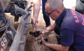 Yangında mahsur kalan kedi yavrularını itfaiye kurtardı