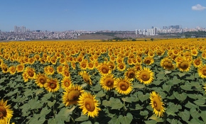 İstanbul'daki ayçiçeği tarlaları havadan görüntülendi