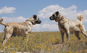Kangal köpekleri çip teknolojisiyle korunacak