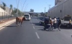 Kaçan boğa ortalığı birbirine kattı