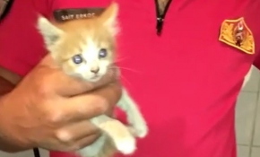 Apartman boşluğuna düşen kediyi itfaiye ekipleri kurtardı