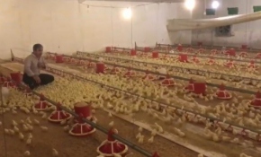 Geh geh diye sesleniyor, binlerce civcivi etrafında topluyor