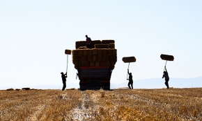 Konya Ovası'nda zorlu ekmek mücadelesi