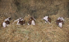 'Çilem' ikiz beklerken beşiz doğurdu