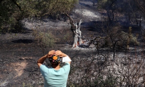 'Bu ağaçlara çok emek verdim, 50 senelik emeklerim gitti'